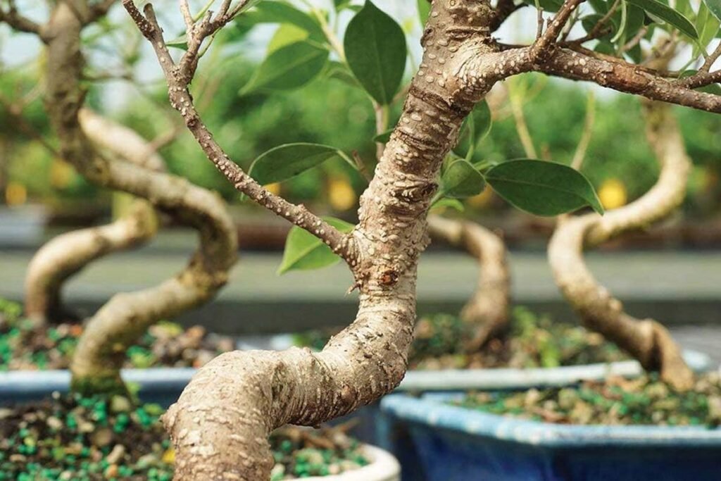 Ficus Retusa Care Guide