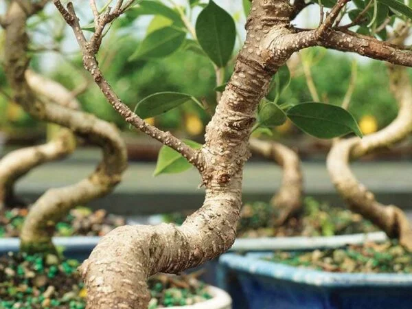 Ficus Retusa Care Guide: Essential Tips