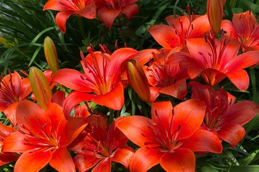 when do asiatic lilies bloom