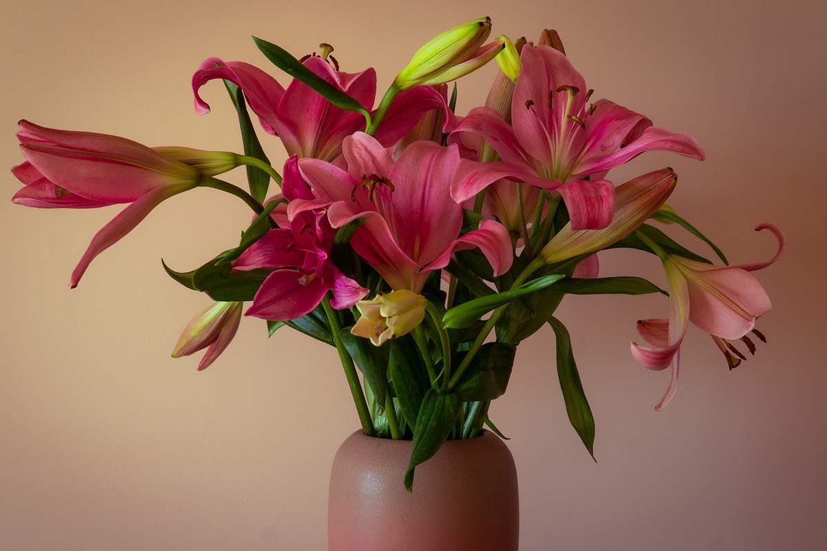 When Do Asiatic Lilies Bloom? Expert Guide