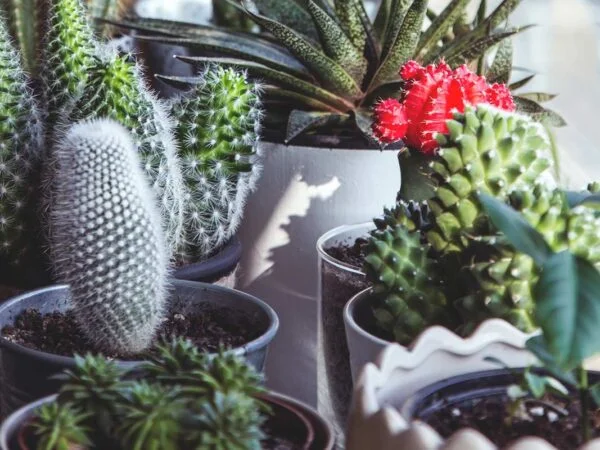 Cactus and Succulents: Care Guide & Tips