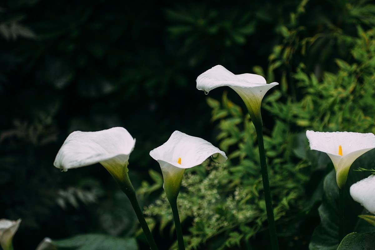 When Do Calla Lilies Bloom? - Tips for Magnificent Growth