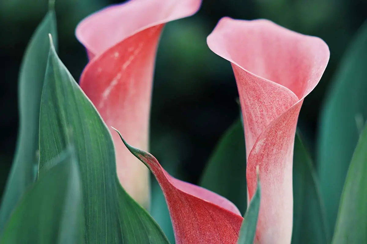 When Do Calla Lilies Bloom? Tips For Magnificent Growth
