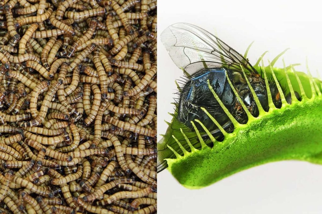 Can I Feed My Venus Flytrap Mealworms