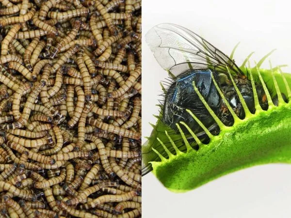Can I Feed My Venus Flytrap Mealworms? | Expert Advice