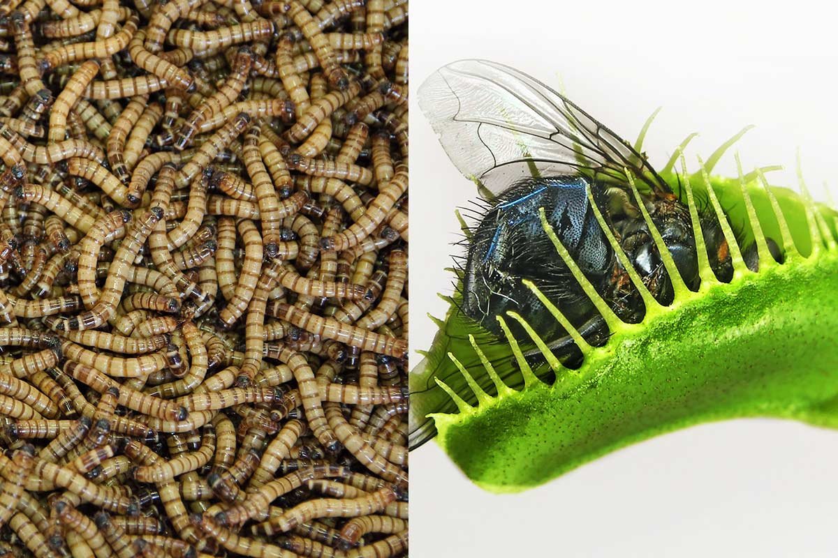 Can I Feed My Venus Flytrap Mealworms? | Expert Advice