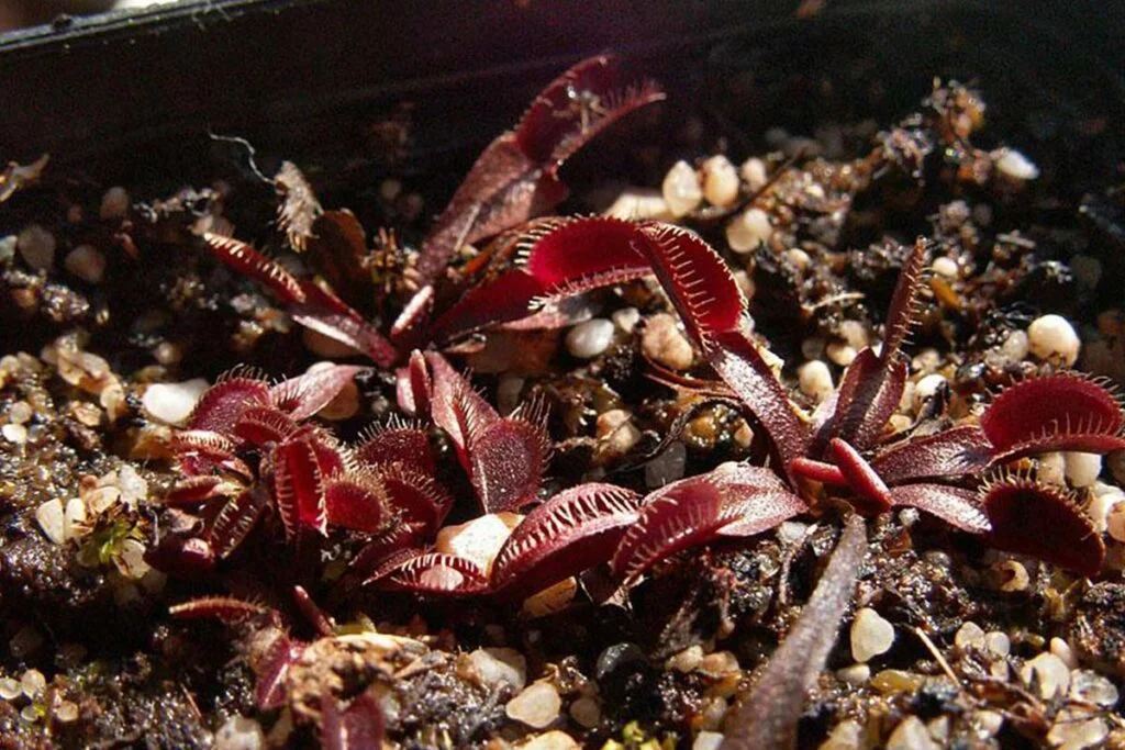 Can You Feed Venus Flytraps Fish Food