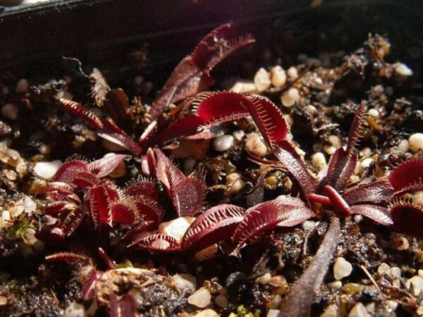 Can You Feed Venus Flytraps Fish Food? The Surprising Truth!