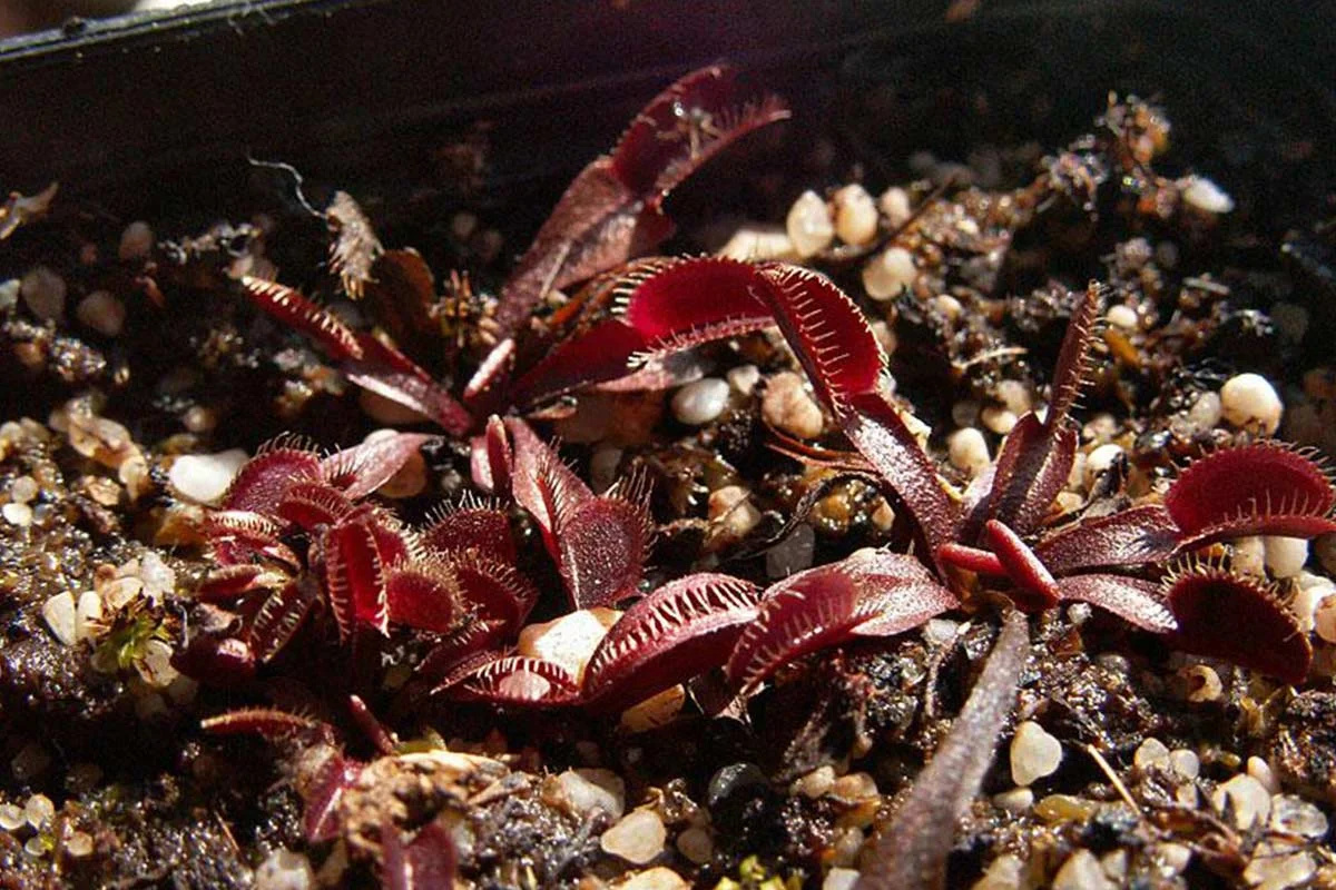 Can You Feed Venus Flytraps Fish Food? The Surprising Truth!