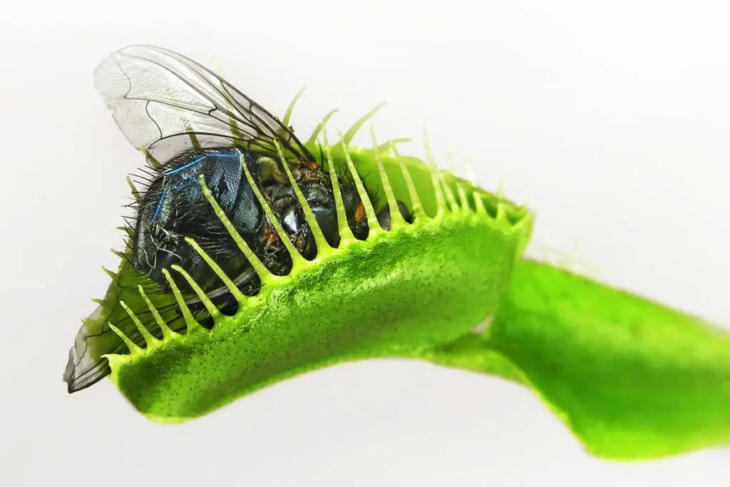 Venus Flytrap Eats