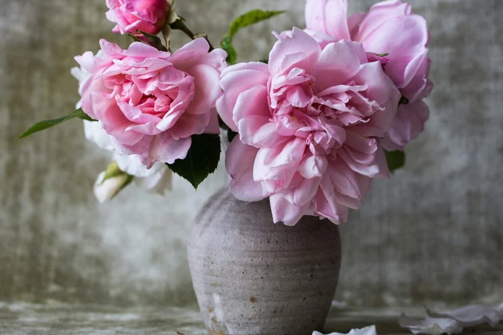 Chinese Peony Care Guide