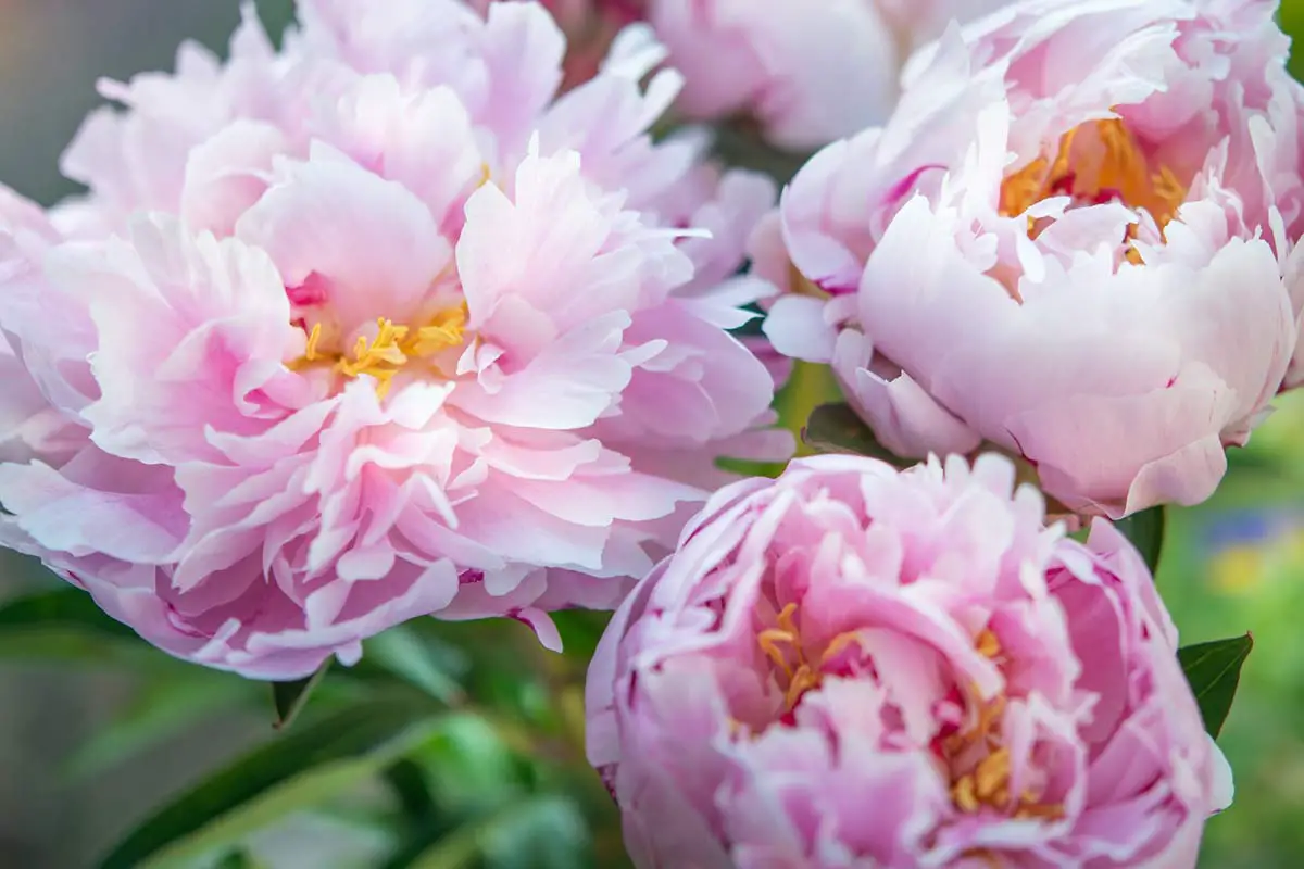 Chinese Peony Care Guide: Growing & Caring For Paeonia Lactiflora