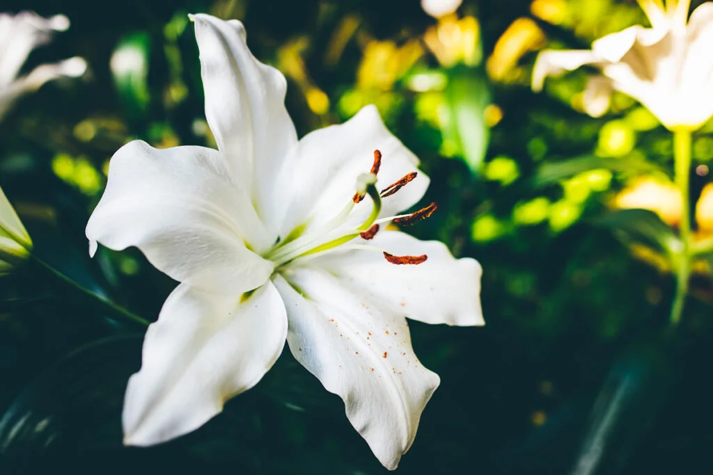 When Do White Lilies Bloom