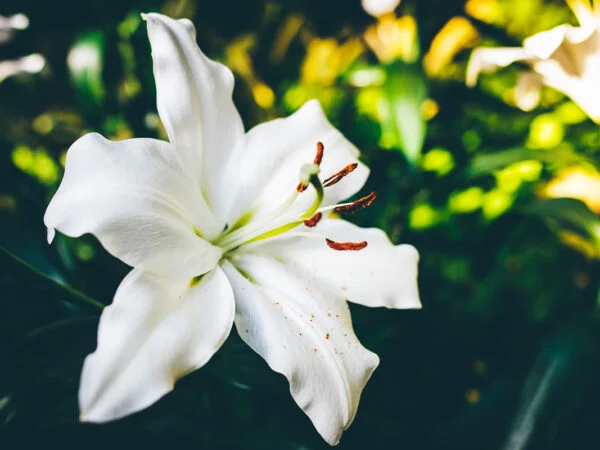 Easter Lily: Ultimate Planting & Growing Tips