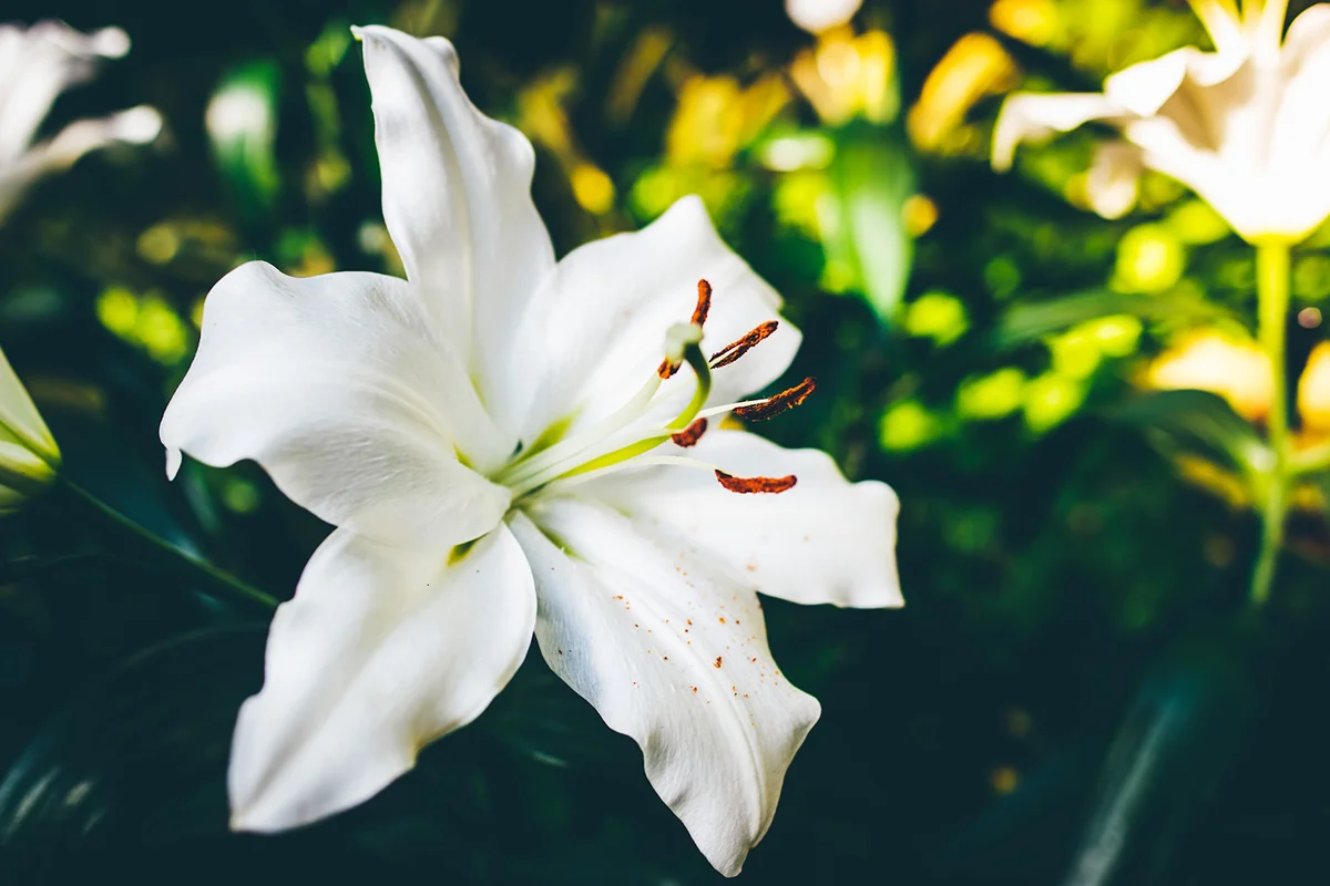 Lilium Longiflorum Care Guide: Growing Easter Lilies