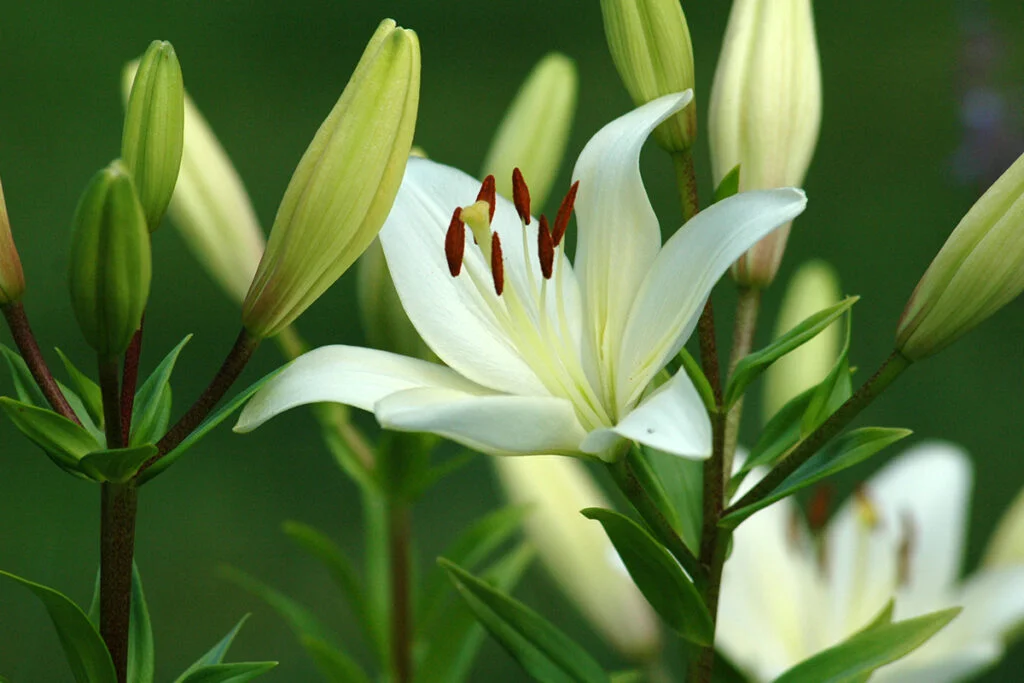 Easter Lily Plants Care