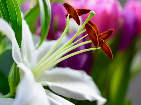 When Do Lilies Bloom? Ultimate Guide for Planting, Growing & Care