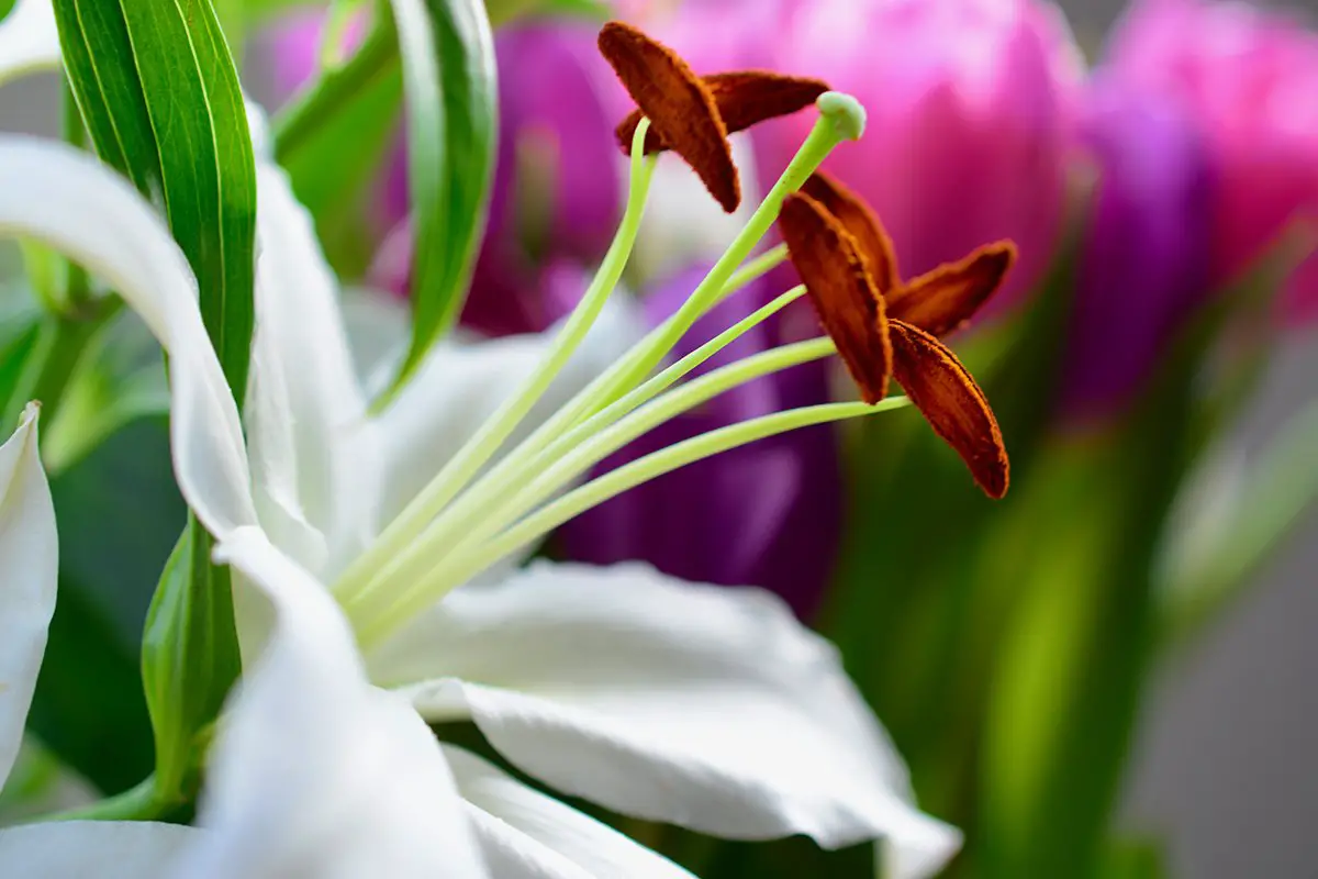 When Do Lilies Bloom? Ultimate Guide for Planting, Growing & Care