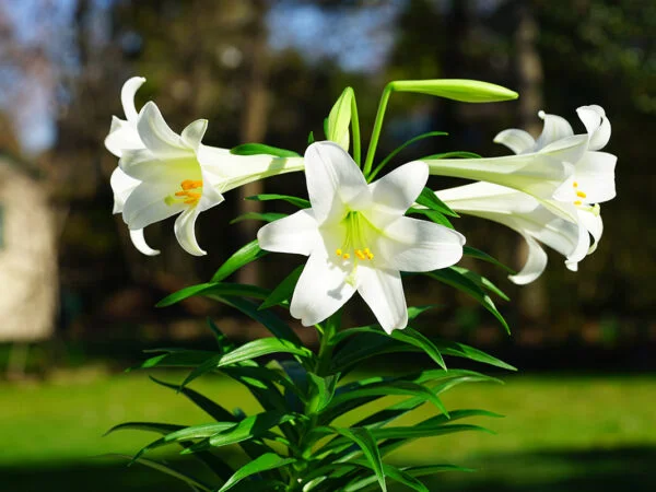 Easter Lily Plants: Tips for Outdoor Growth