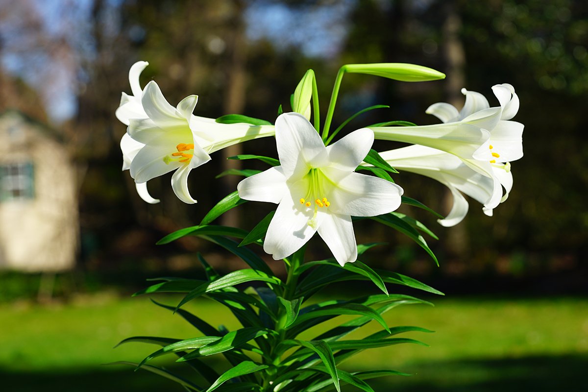 Easter Lily Plants: Tips for Outdoor Growth