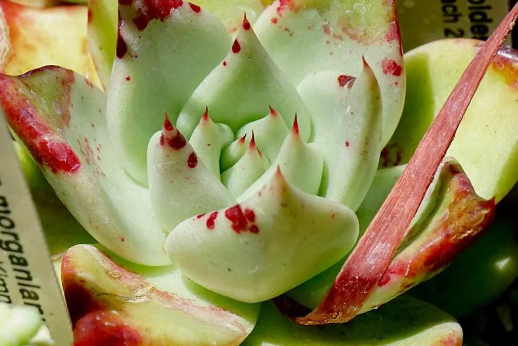 Echeveria Agavoides