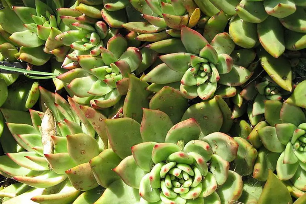 Echeveria Agavoides