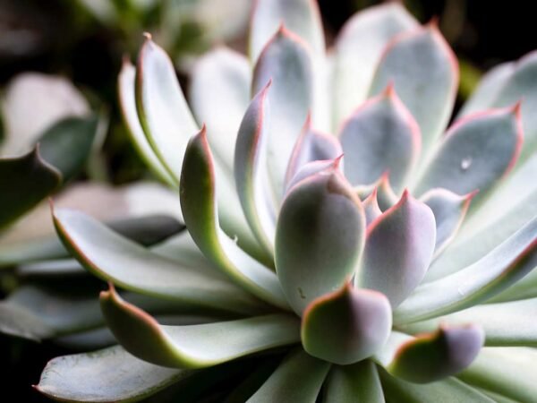 Echeveria Chihuahuaensis: Care and Propagation Guide