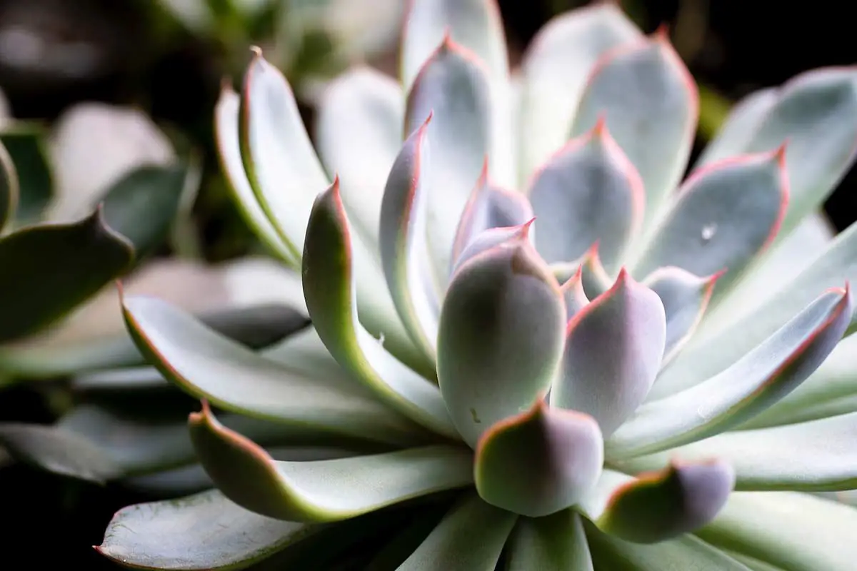 Echeveria Chihuahuaensis: Care and Propagation Guide