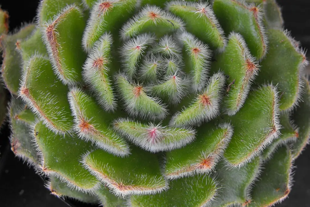 Echeveria Setosa