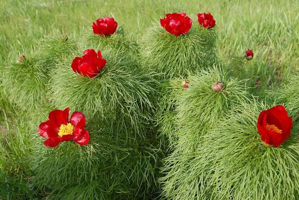 Fernleaf Peony