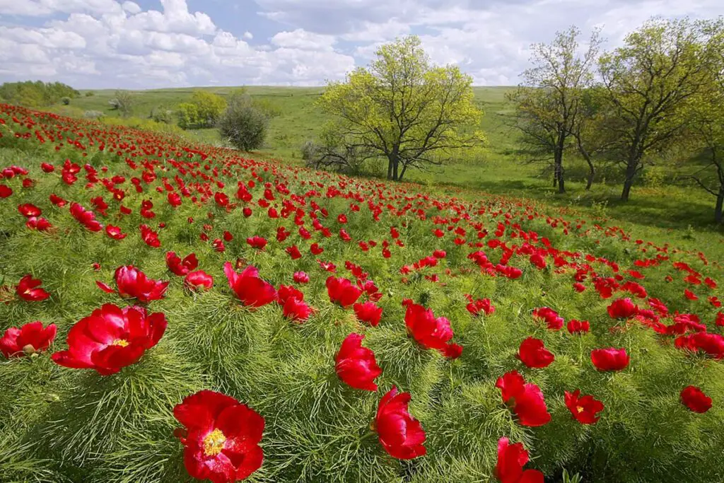 Paeonia Tenuifolia: Unveiling the Fernleaf Peony's Exquisite Beauty