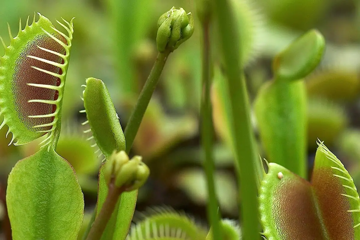 Venus Fly Trap Seeds Grow Your Carnivorous Plants!