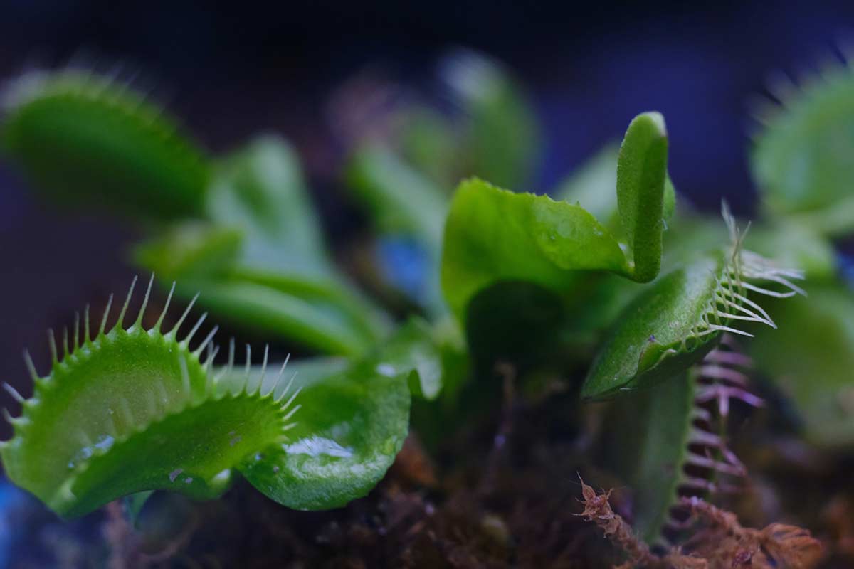 How Long Do Venus Flytraps Live? | Care Tips