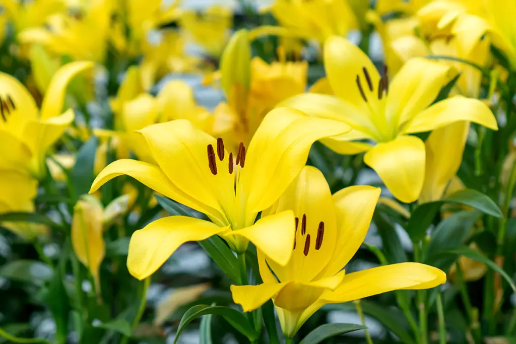 How Deep to Plant Lily Bulbs: Expert Tips for Success