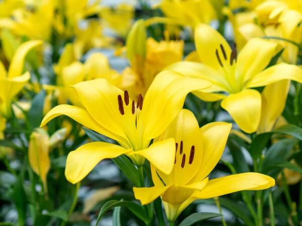 How Deep to Plant Lily Bulbs: Expert Tips for Success