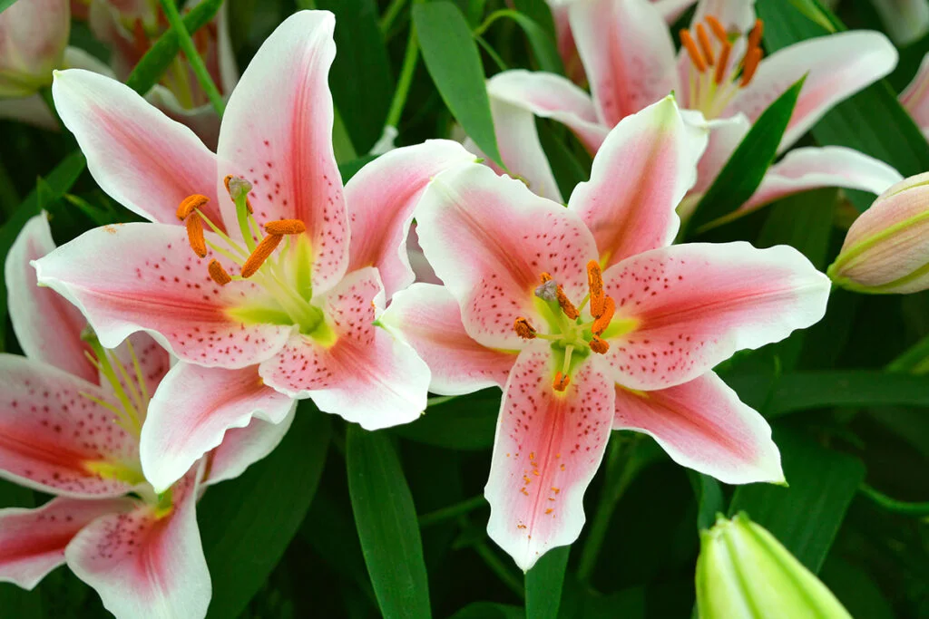 how long do lilies bloom