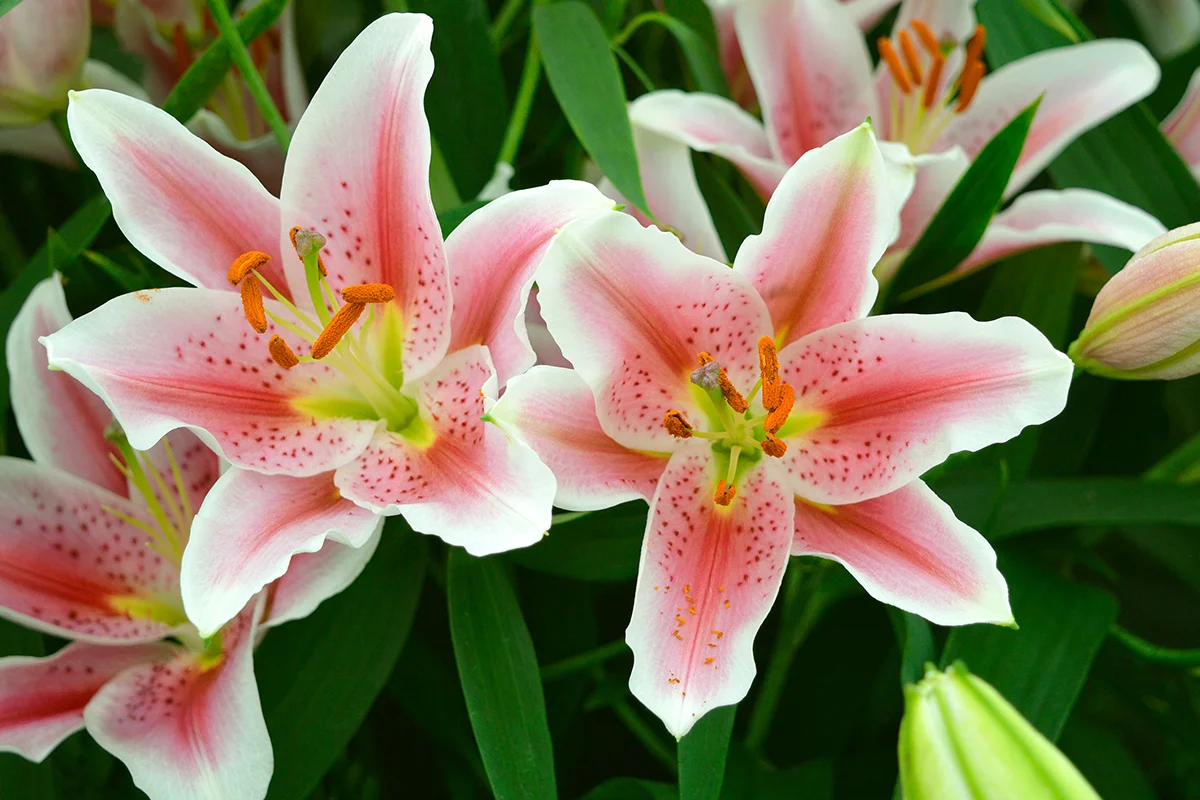 How Long Do Lilies Bloom? The Time of Lily Blooming.