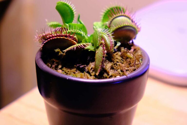 How Long Do Venus Flytraps Live? Care Tips
