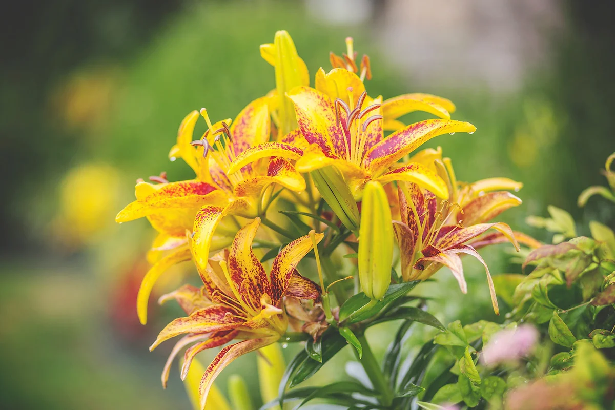 Easter Lily Leaves Turning Yellow? Tips to Care for Yellowing Lilies