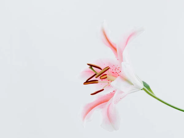 Lilium Brownii: History, Care, and Uses