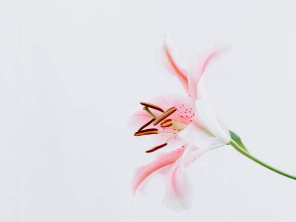 Lilium Brownii: History, Care, and Uses