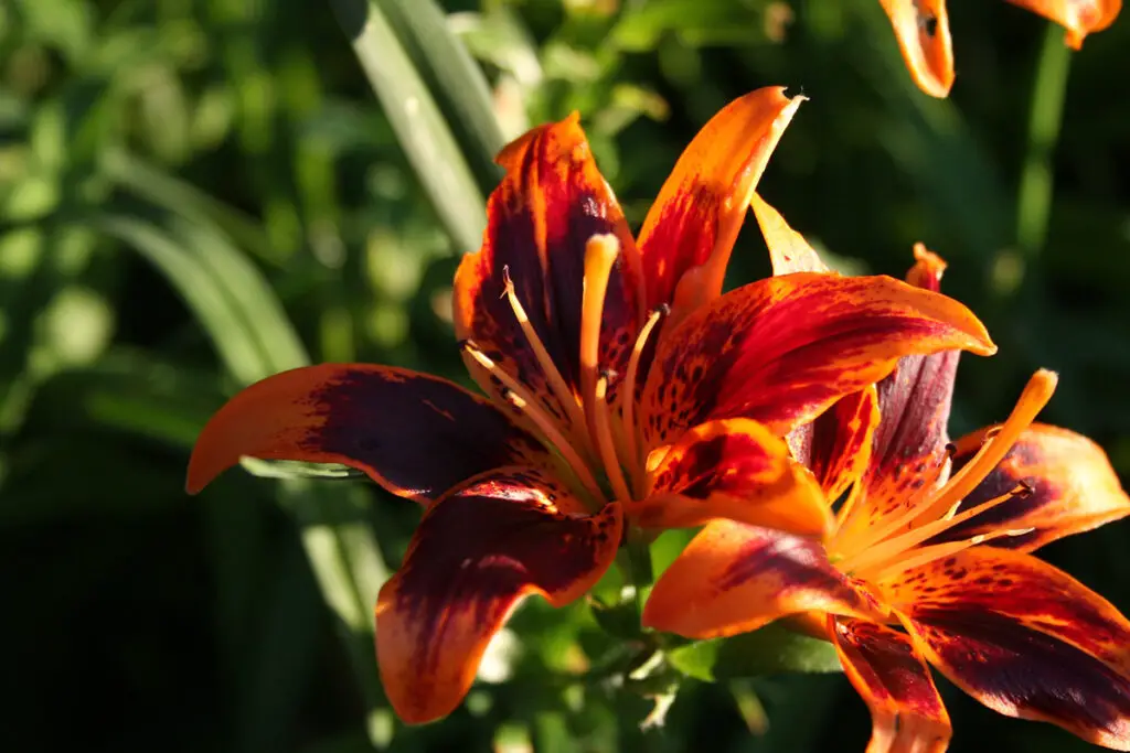 Lilium lancifolium