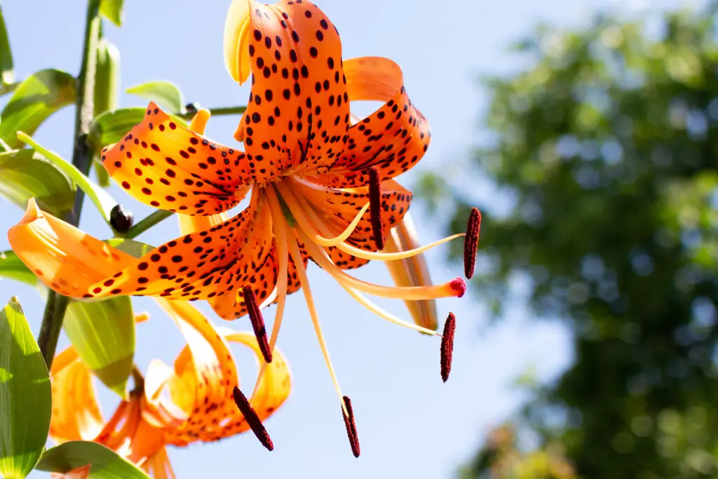 Lilium lancifolium