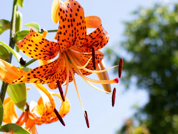 Lilium Lancifolium: Growing and Caring for Tiger Lilies