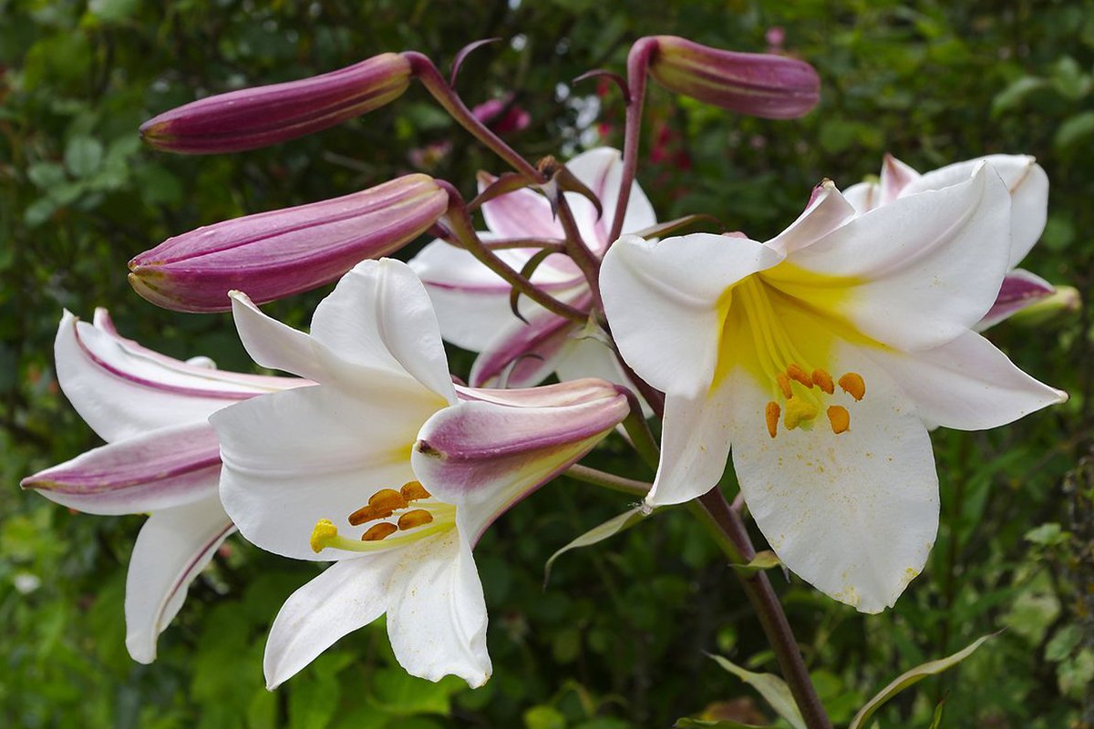 Lilium Regale: A Guide to Growing and Caring for Trumpet Lilies