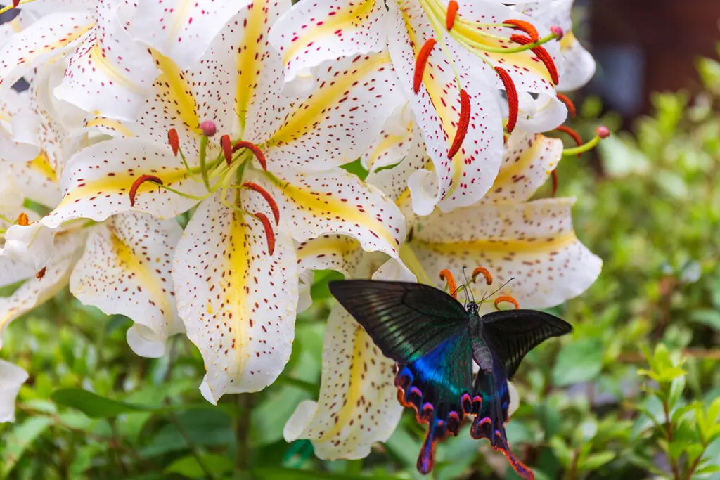 Lilium auratum