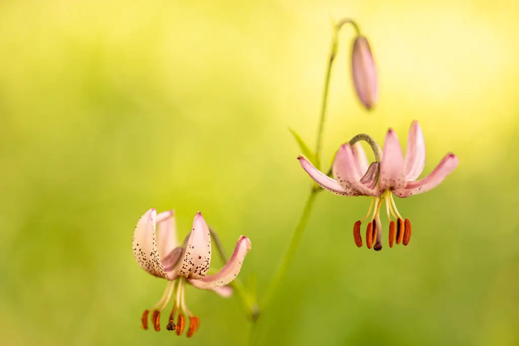 Lilium auratum