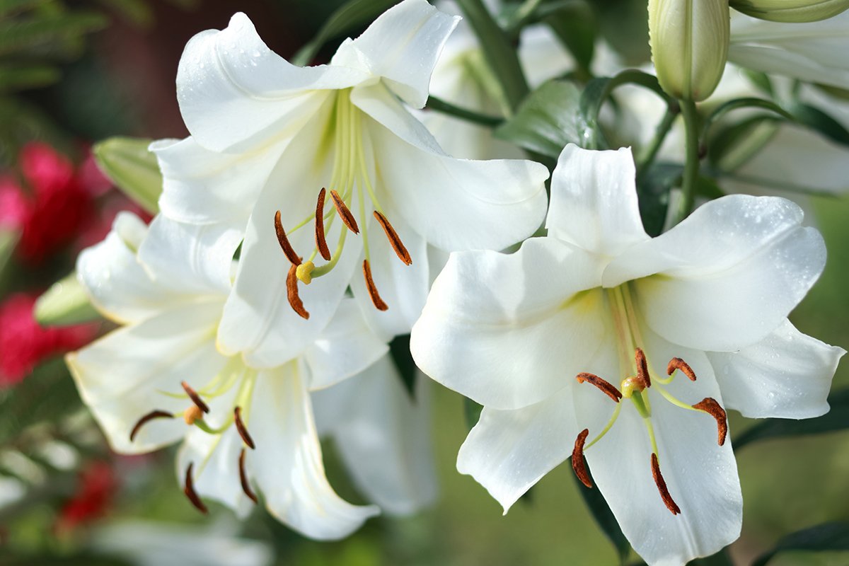 Lilium Candidum Care: Growing and Caring for Madonna Lily