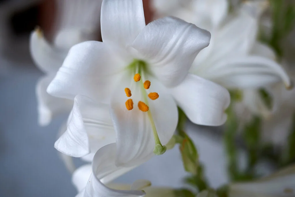 white tiger lily