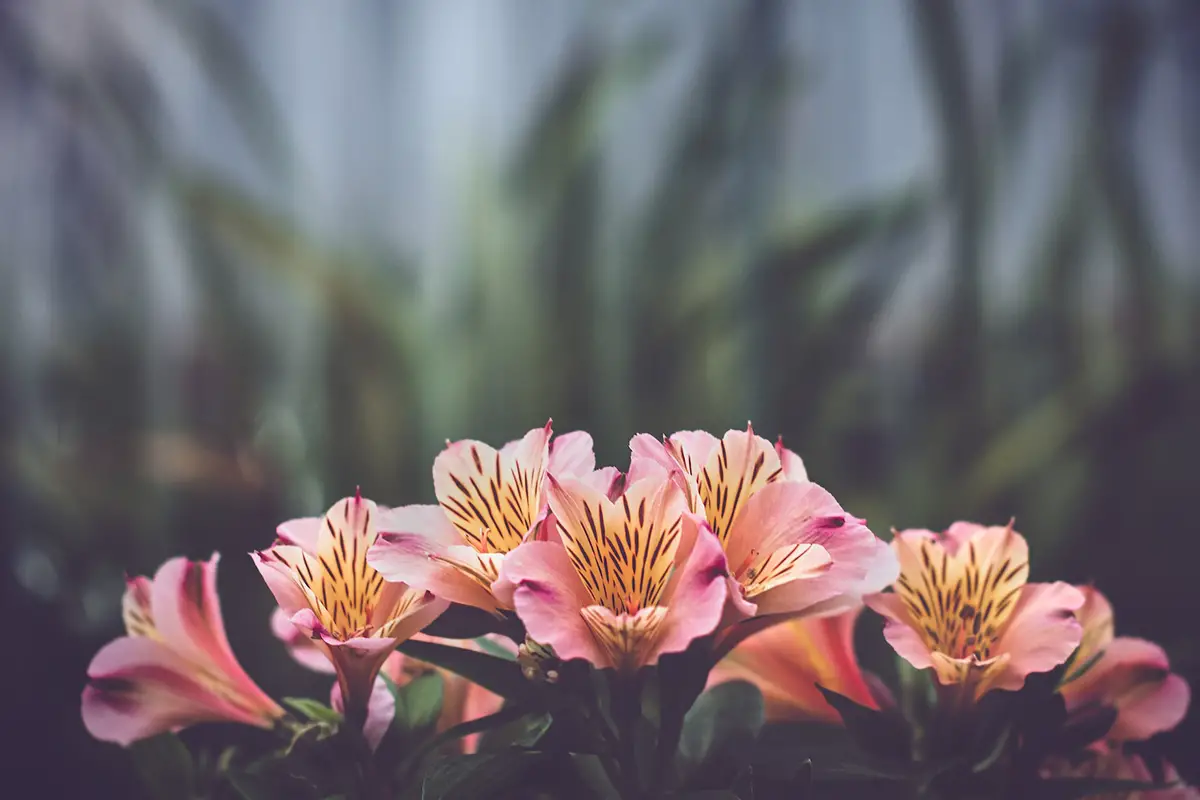 Do Lilies Bloom More Than Once? Tips For Extended Flowering